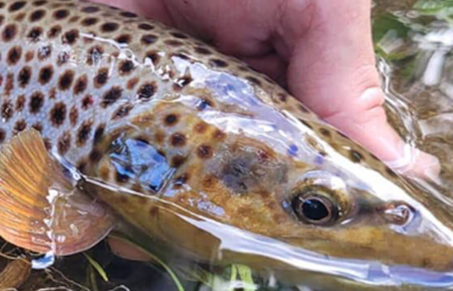 Spots de pêche au lac de Cunlhat