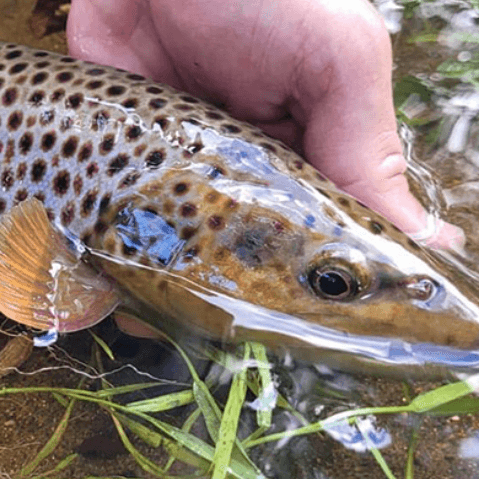 Pêche à la truite au lac de Cunlhat en Auvergne