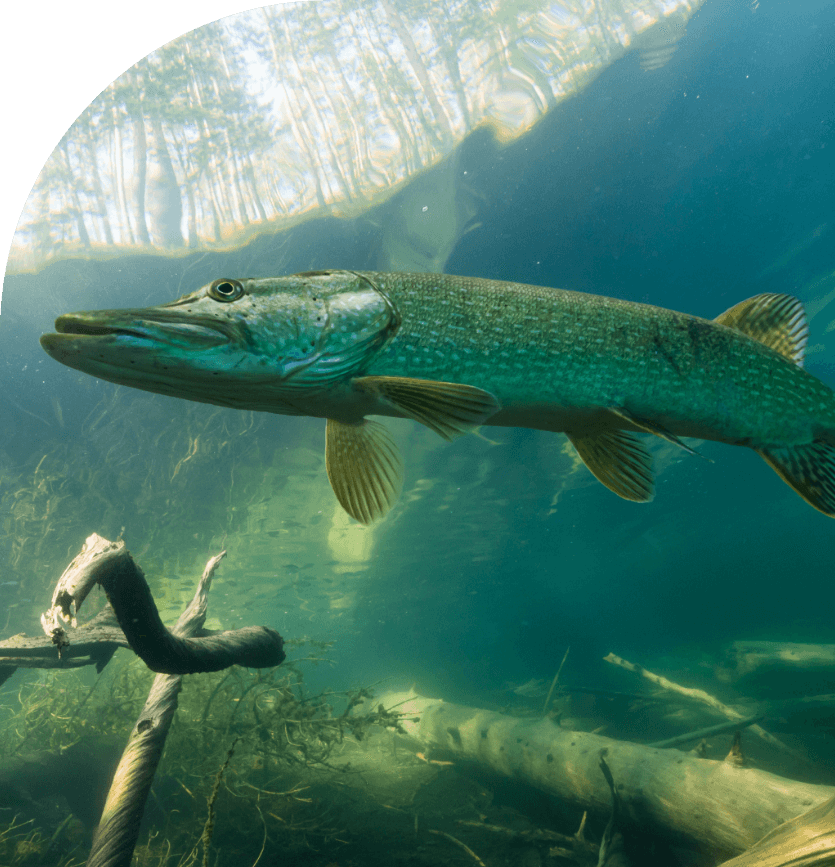 Respect des spots de pêche du Livradois-Forez